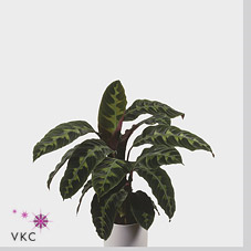Calathea Warscewiczii