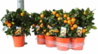 Citrofortunella Calamondin Op Mini Stam