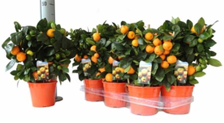 Citrofortunella Calamondin Op Mini Stam