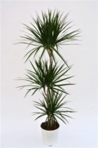 Dracaena Marginata 3 Pp