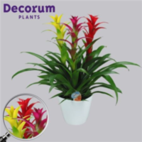 Guzmania Carnaval Forma Wit (decorum)