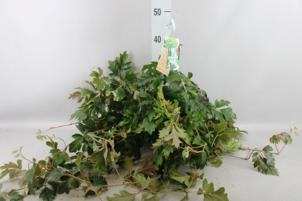 Cissus R Ellen Danica (grower) 17