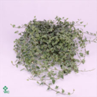 Hedera He Tamara
