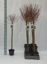Salix In Hakuro Nish 23/160