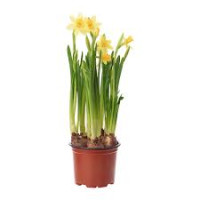 Narcis Tete A Tete 12/15