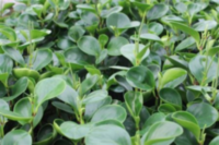 Peperomia Green