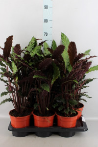 Calathea Ruf 17/85