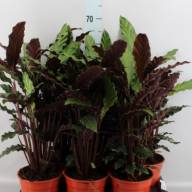 Calathea Ruf 17/85 - CALATH RUF ELGERGRASS 17.90