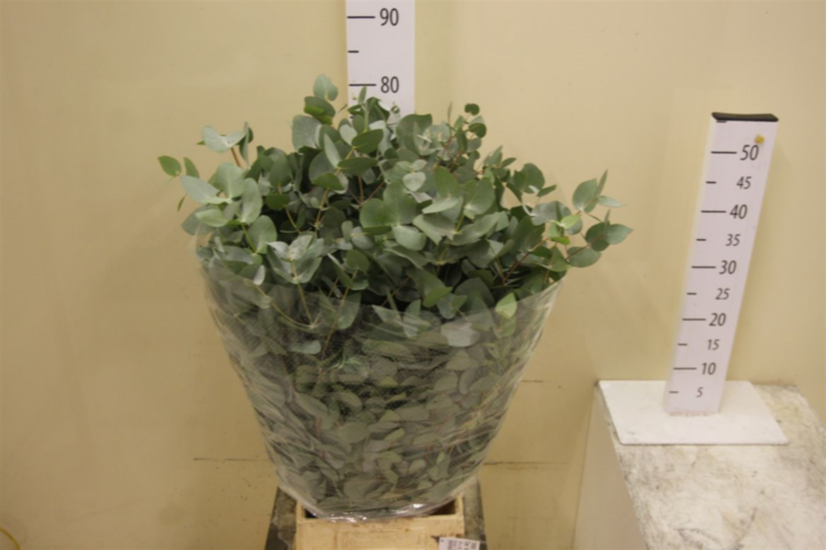 Cinerea Albenga Short