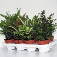Ferns MIX 12/35