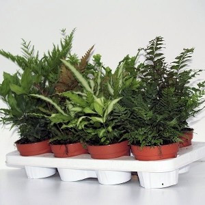 Ferns MIX 12/35