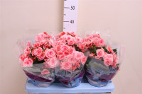 Begonia Du Borias 14/32