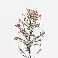 Ozothamnus  White