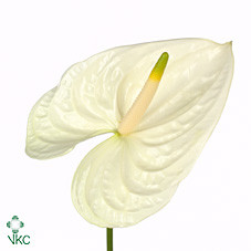 Allium Flocon
