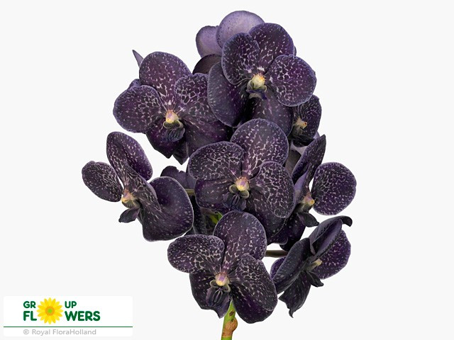 Vanda Z Su Midn Black