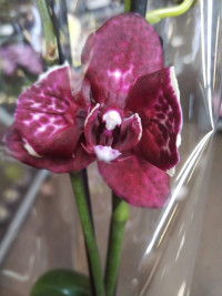 Phal 1-tak Mutant Wild-Cat 12/60