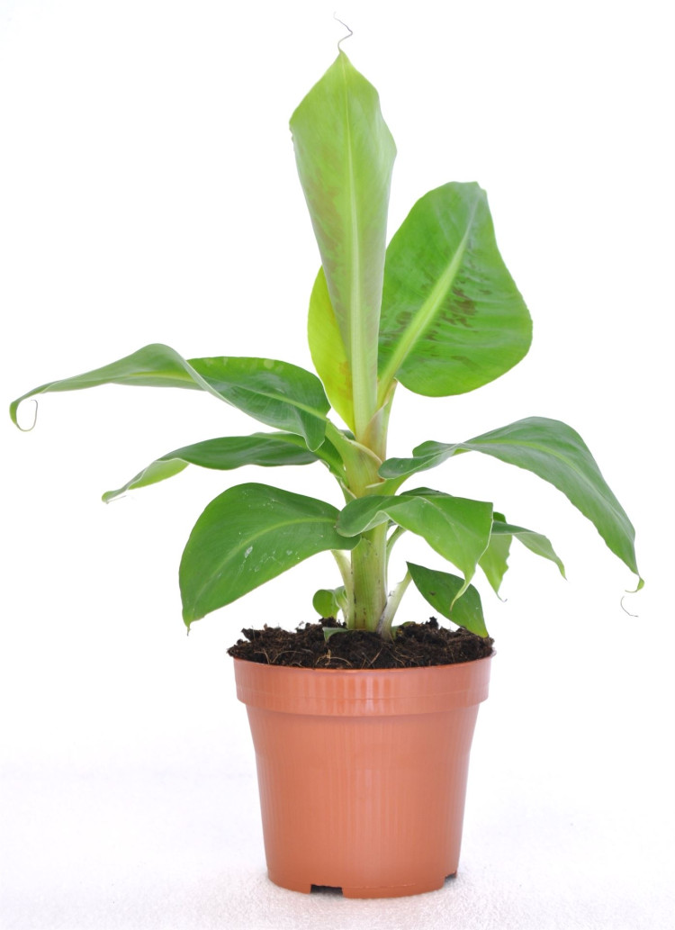 Musa Tropicana (банан) 12/45