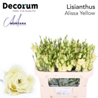 Lisianthus Alissa Yellow 70 cm Holland