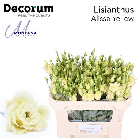Lisianthus Alissa Yellow 70 cm Holland