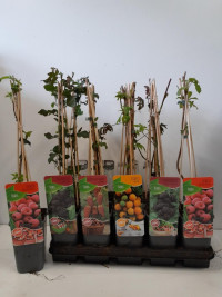 Rubus Ov 12/50