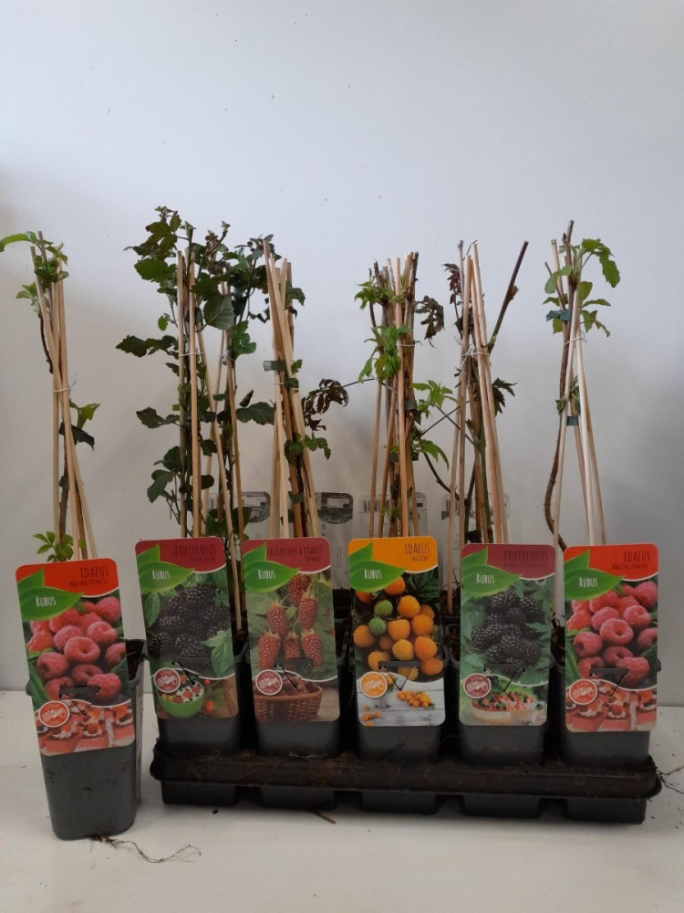 Rubus Ov 12/50