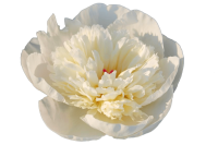 Paeonia Immaculee X10