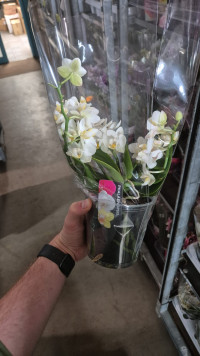 Phal 3/4-tak Table Whitney 12/30