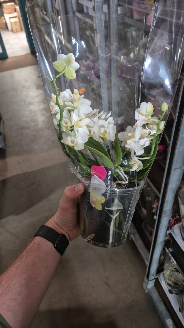 Phal 3/4-tak Table Whitney 12/30