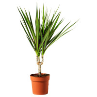 Dracaena Marginata 12/45