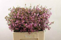Chamelaucium Emma X 25