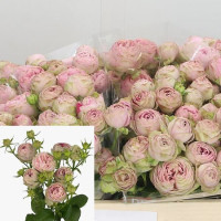 Spray Pink Lace 35 sm