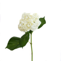 Hydr S White Premium X5 Holland 60 cm