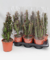 Euphorbia Trig Rubra 17/50