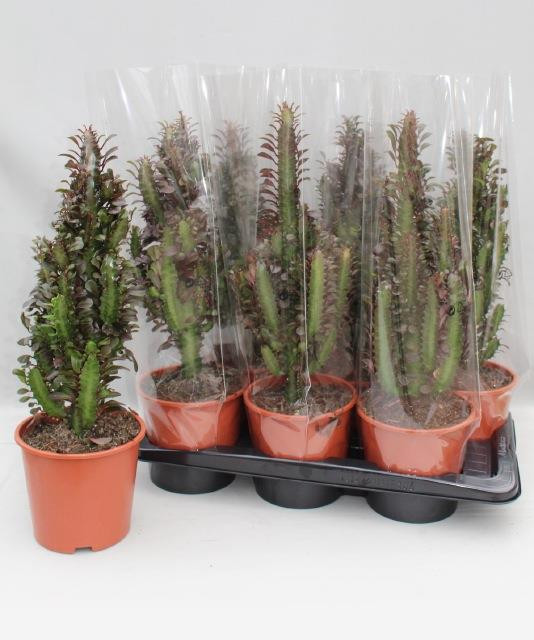 Euphorbia Trig Rubra 17/50