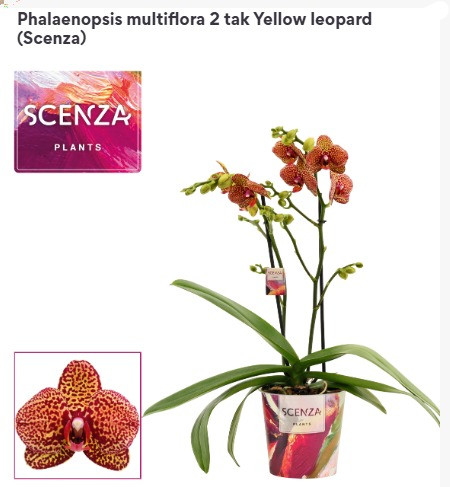 Phal 2-tak Yellow Leopard 12/40
