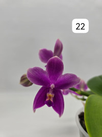 Phal 2-tak Phalaenova 22 12/65