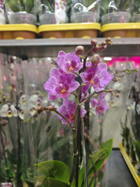 Phal 2-tak Piko Mutant Yellow 12/80