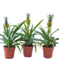 Ananas Champaca 14/60