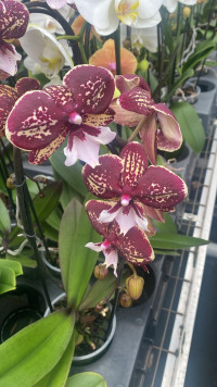 Phal 1-tak Cascade Bruin 12/55