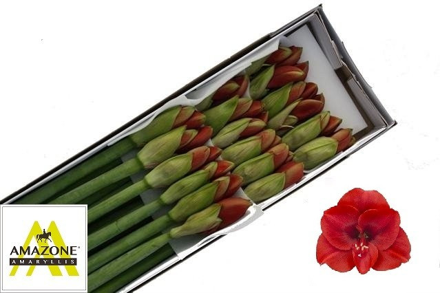Hippeastrum S Ferrari 60 sm Holland