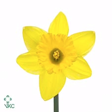 Narc T Standard Valu