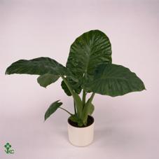 Alocasia Calidora
