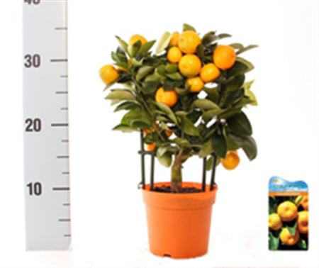Citrofortunella Calamondin Op Rek