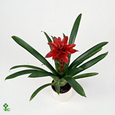 Guzmania Denise