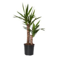 Yucca 2pp 21/100