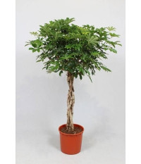 Schefflera Ar Compacta Stam 21/80