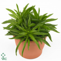 Peperomia Happy Bean