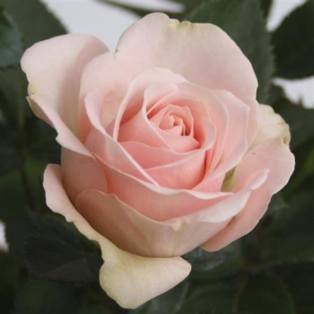 Rosa Bm Artistique Light Pink (grower)