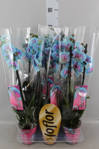 Phal Cascade Blue-Roze 9/45