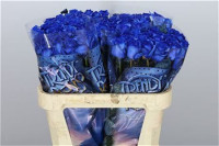 Rose Vendela Blauw Klbh 80 sm X20